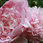 Paeonia Lactiflora 'Monsieur Jules Elie', Peony 'Monsieur Jules Elie', 'Monsieur Jules Elie' Peony, Chinese Peony 'Monsieur Jules Elie' , Common Garden Peony 'Monsieur Jules Elie', Pink Peonies, Pink Flowers, Pink Peonies, Fragrant Peonies